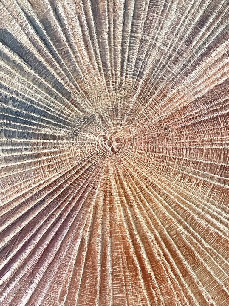 Finding Eachother Three original fine art painting tree rings with frame beige rust purple green navy