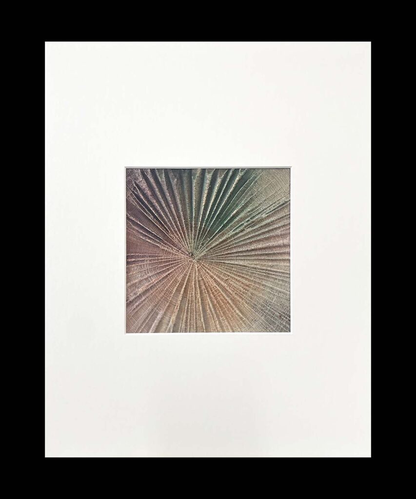 Staying Positive One modern abstract tree ring matted painting